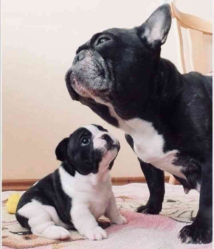草なぎ剛、愛犬クルミちゃんが産んだ子犬たちとのショットで