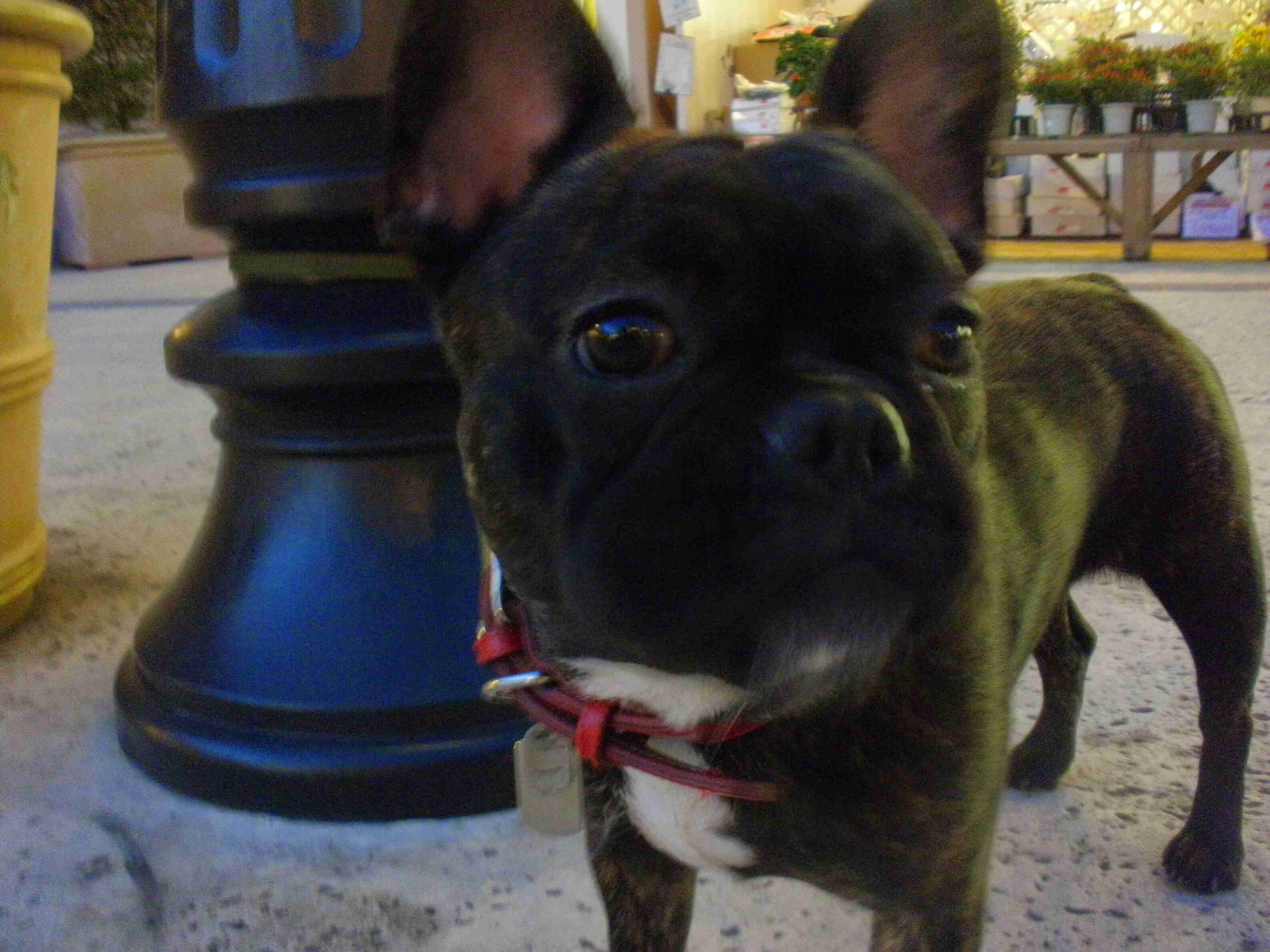 草なぎ剛、愛犬クルミちゃんが産んだ子犬たちとのショットで