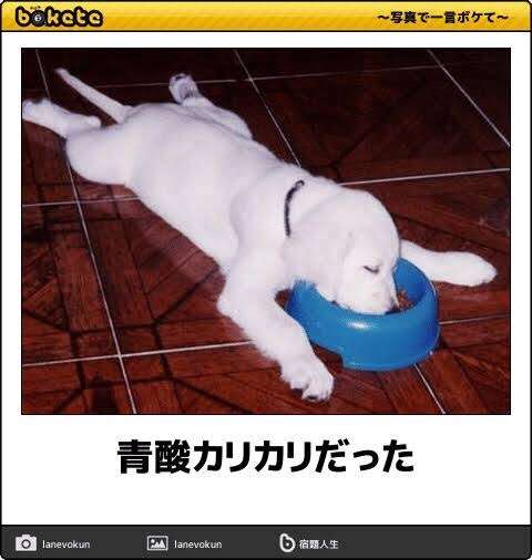 運動神経鈍そうな動物