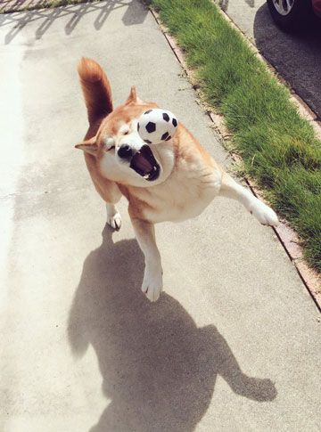 運動神経鈍そうな動物