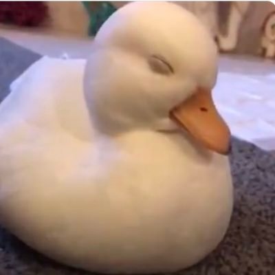 運動神経鈍そうな動物