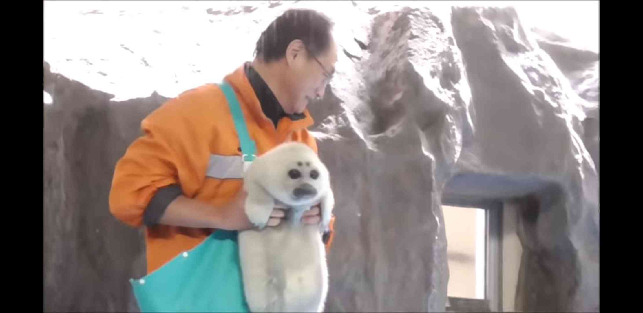運動神経鈍そうな動物