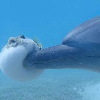 運動神経鈍そうな動物