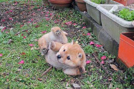運動神経鈍そうな動物