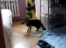 運動神経鈍そうな動物