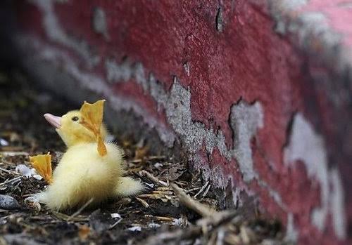 運動神経鈍そうな動物