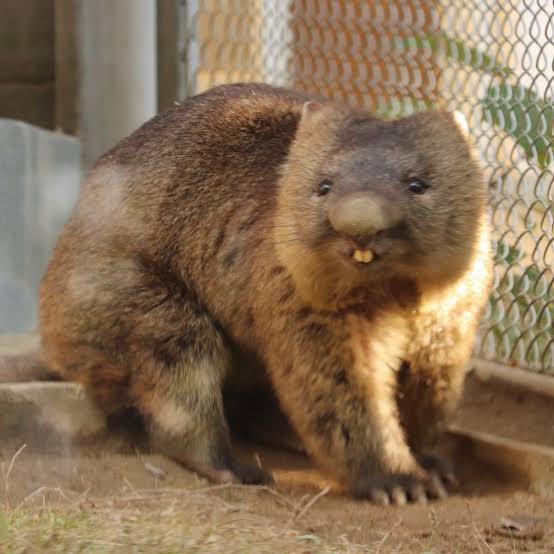 運動神経鈍そうな動物