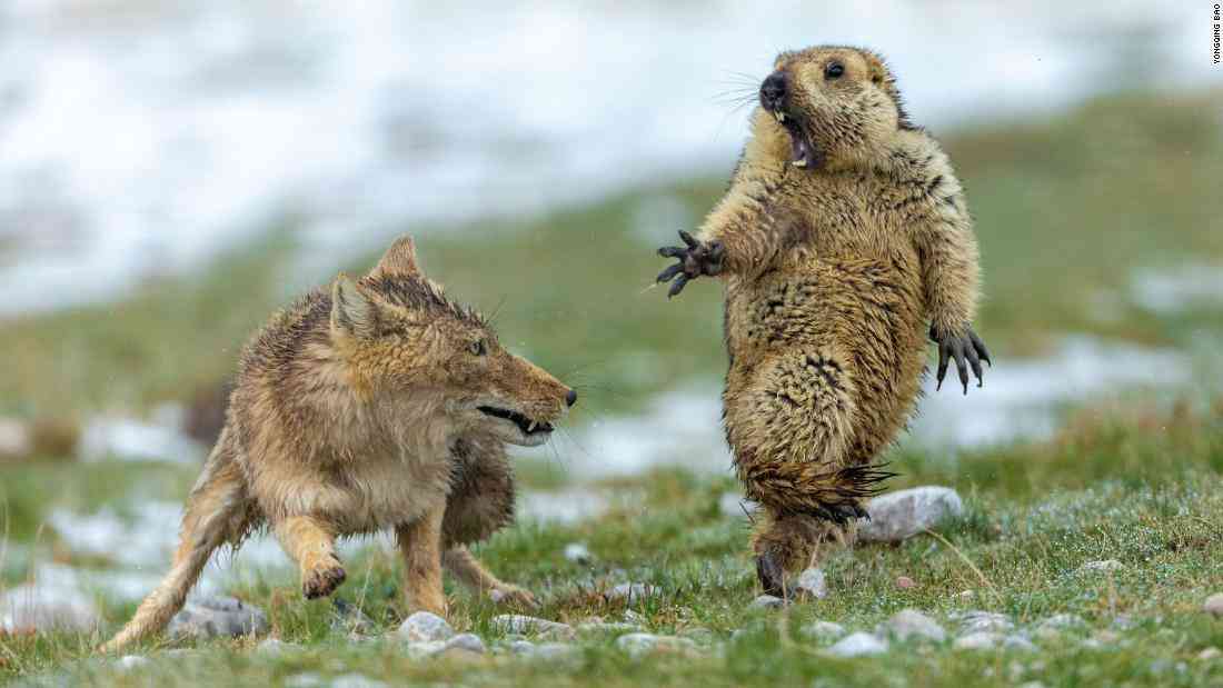 運動神経鈍そうな動物