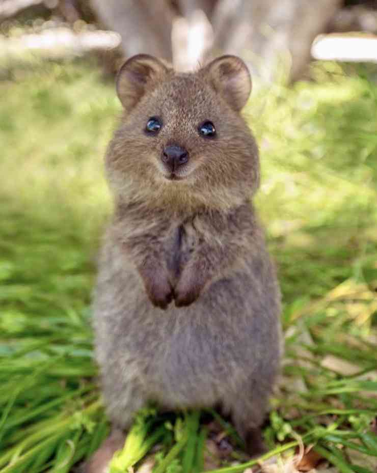 運動神経鈍そうな動物