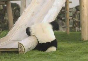 運動神経鈍そうな動物