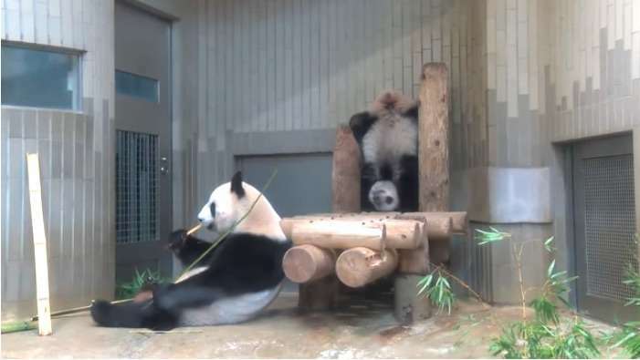 運動神経鈍そうな動物