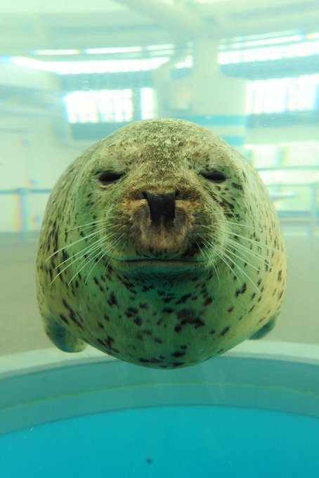 運動神経鈍そうな動物