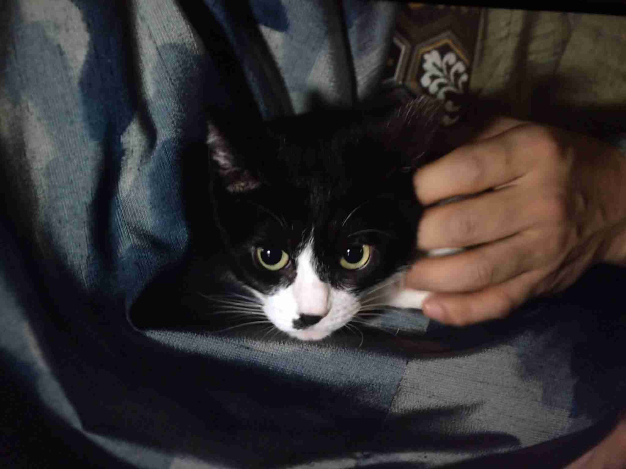 【実況・感想】麒麟がくる（20）「家康への文」