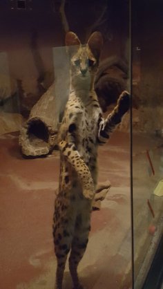 サーバルキャットが逃走　見つけても捕獲しようとしないで　静岡市が注意呼びかけ