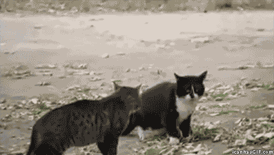 サーバルキャットが逃走　見つけても捕獲しようとしないで　静岡市が注意呼びかけ