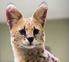 サーバルキャットが逃走　見つけても捕獲しようとしないで　静岡市が注意呼びかけ
