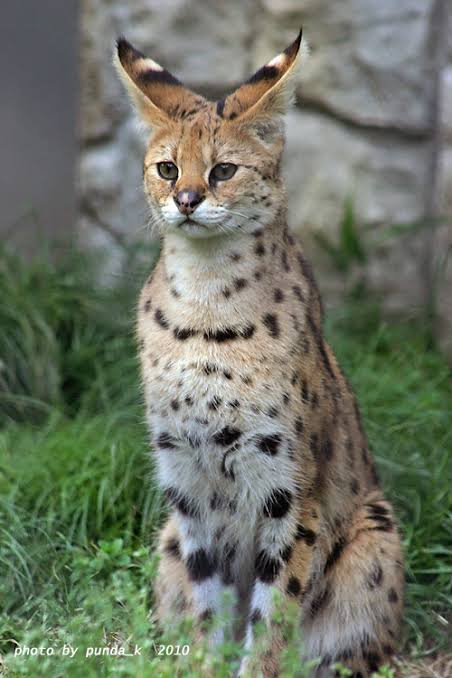 サーバルキャットが逃走　見つけても捕獲しようとしないで　静岡市が注意呼びかけ