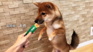 サーバルキャットが逃走　見つけても捕獲しようとしないで　静岡市が注意呼びかけ