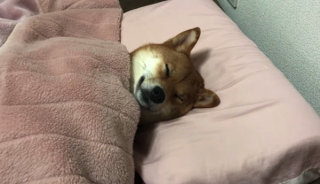 サーバルキャットが逃走　見つけても捕獲しようとしないで　静岡市が注意呼びかけ