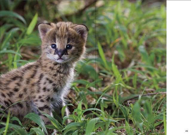 サーバルキャットが逃走　見つけても捕獲しようとしないで　静岡市が注意呼びかけ