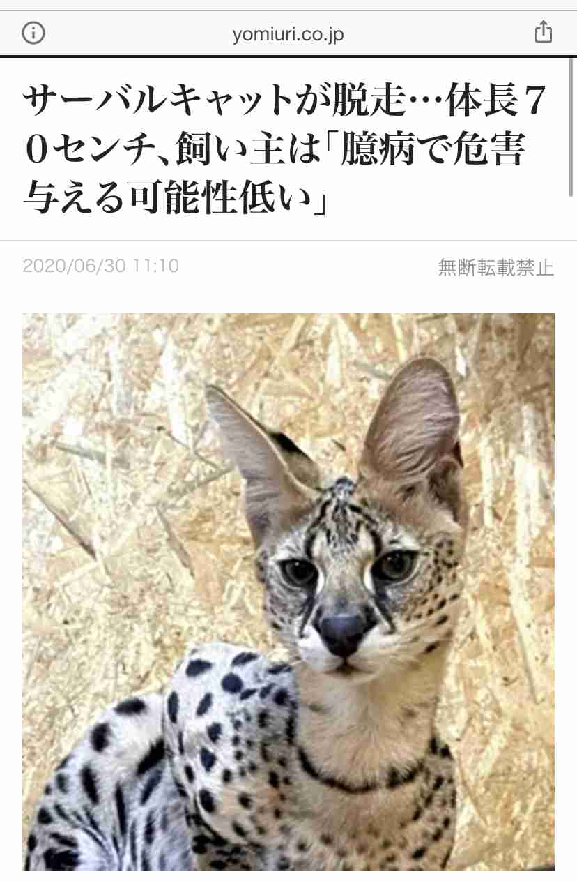 サーバルキャットが逃走　見つけても捕獲しようとしないで　静岡市が注意呼びかけ