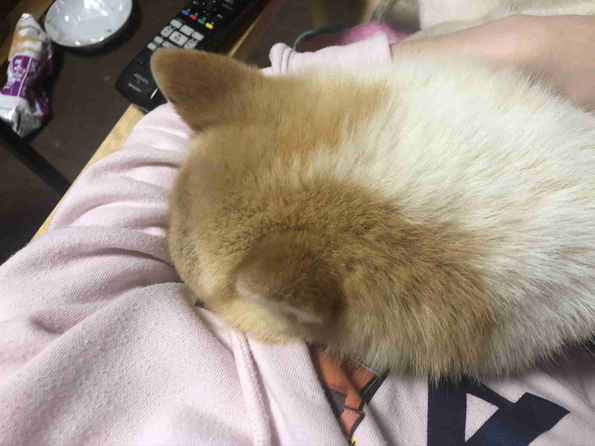 サーバルキャットが逃走　見つけても捕獲しようとしないで　静岡市が注意呼びかけ
