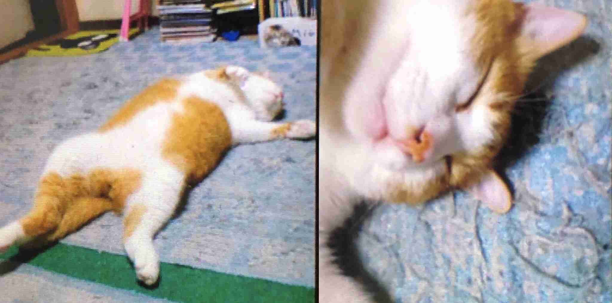 まるで抜け殻...飼い主以外に抱っこされる猫の呆然とした表情に「魂ぬけてる?」