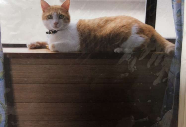 まるで抜け殻...飼い主以外に抱っこされる猫の呆然とした表情に「魂ぬけてる?」