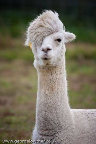 人間以外のイケメンの画像を貼るトピ