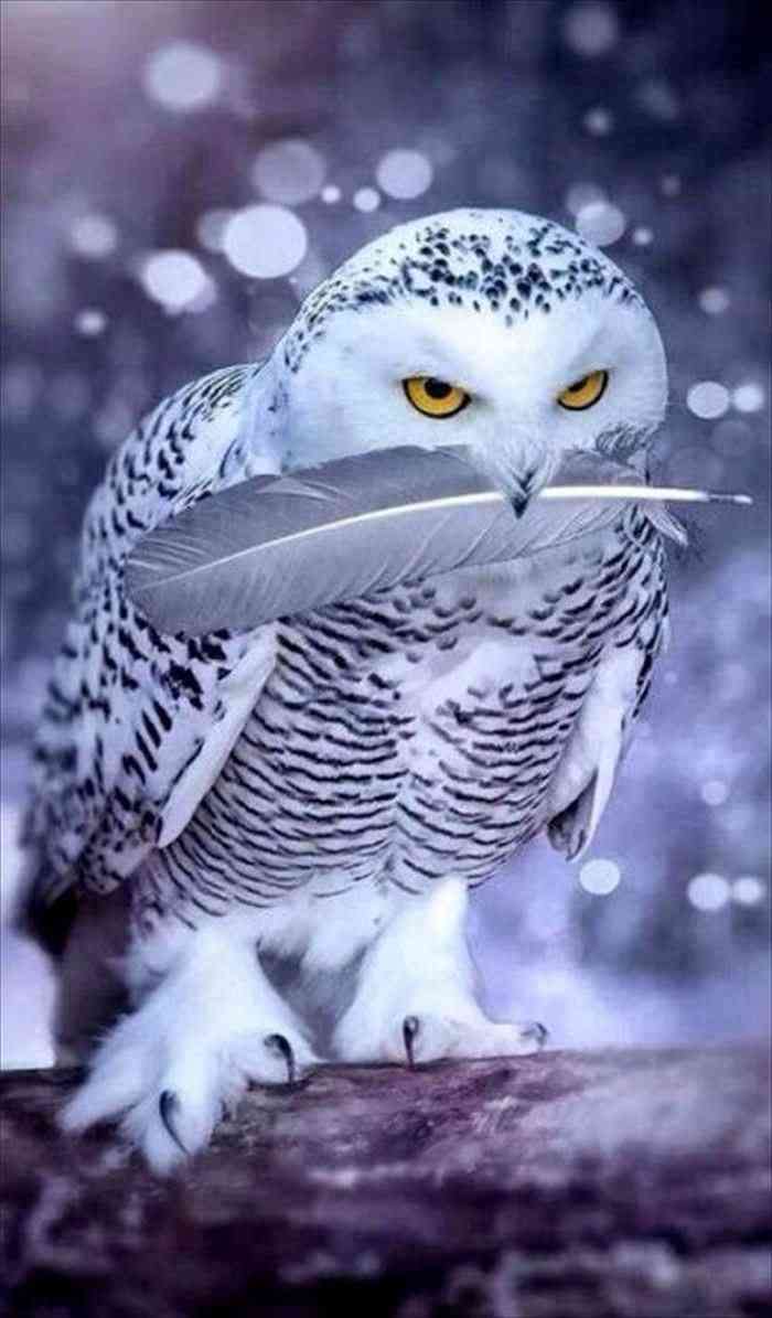 人間以外のイケメンの画像を貼るトピ