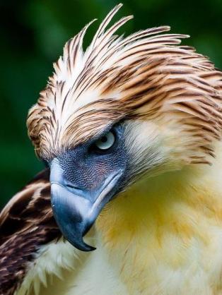 人間以外のイケメンの画像を貼るトピ