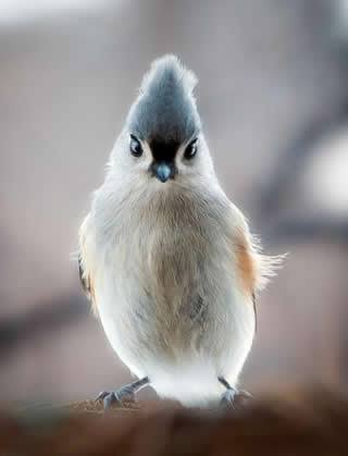 人間以外のイケメンの画像を貼るトピ