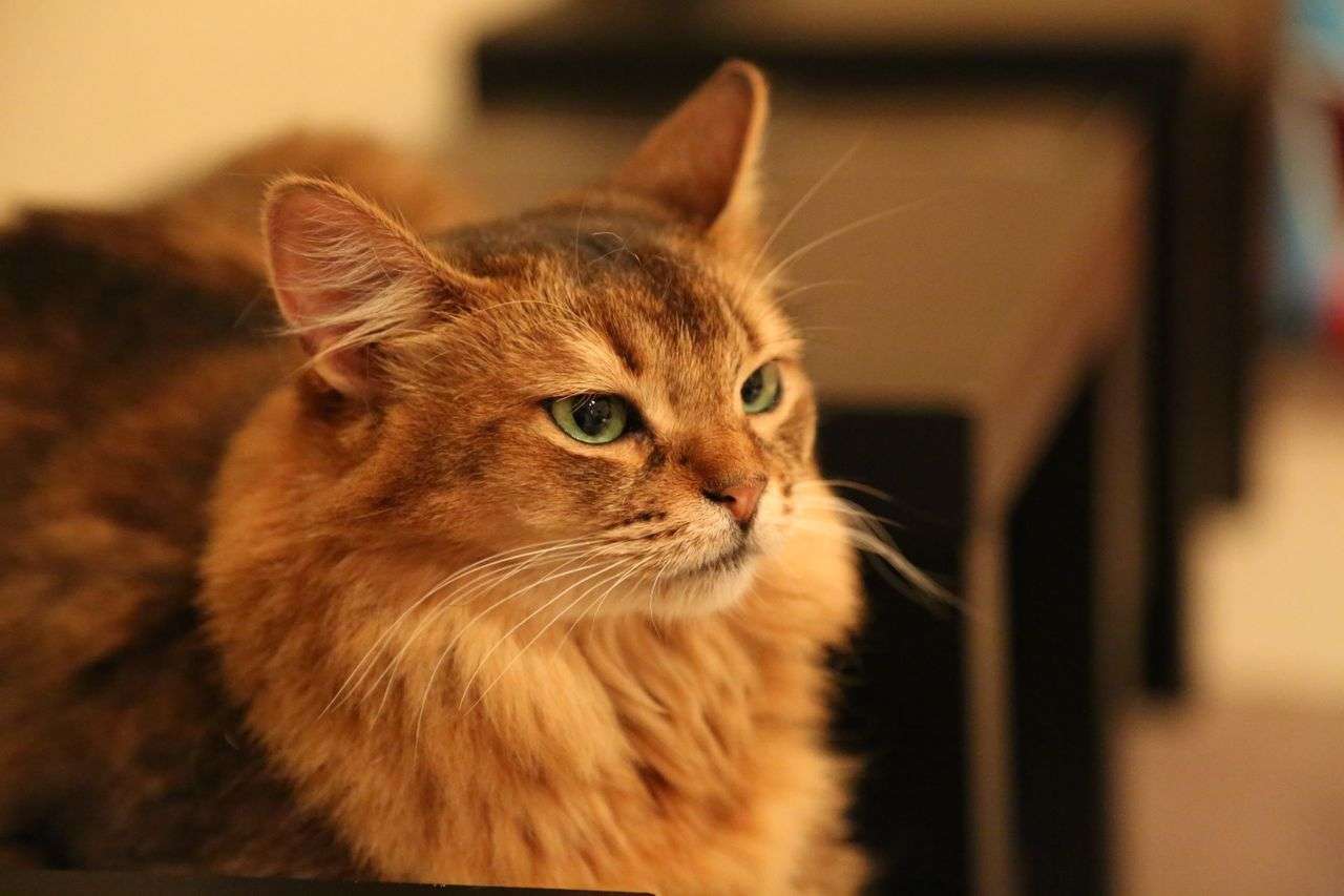 人間以外のイケメンの画像を貼るトピ