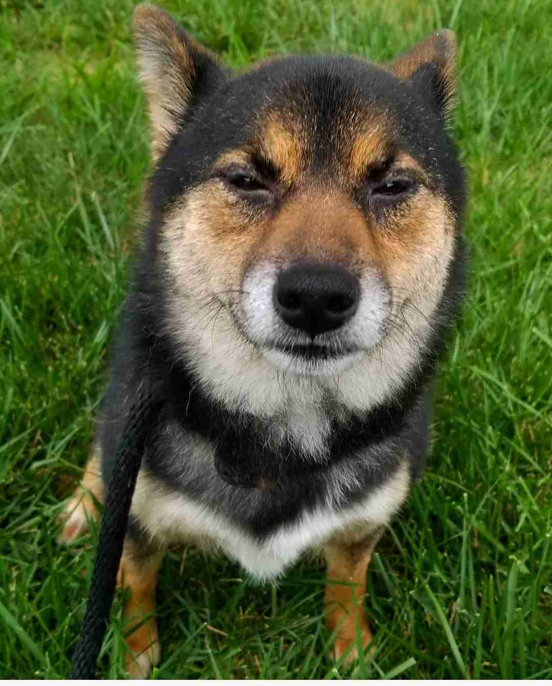 人間以外のイケメンの画像を貼るトピ