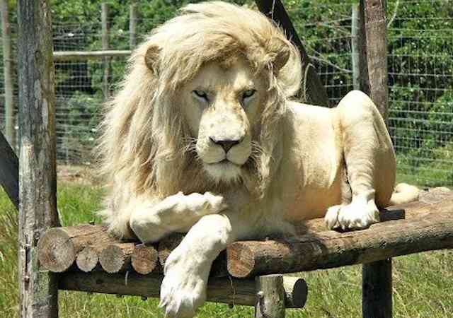 人間以外のイケメンの画像を貼るトピ