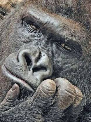 人間以外のイケメンの画像を貼るトピ