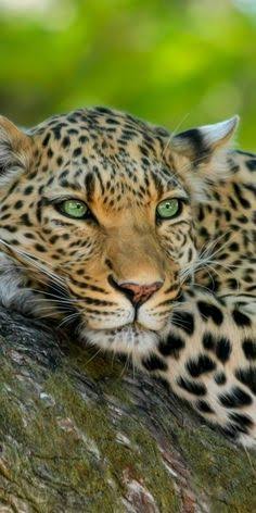 人間以外のイケメンの画像を貼るトピ