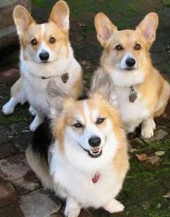 人間以外のイケメンの画像を貼るトピ