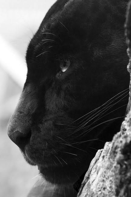 人間以外のイケメンの画像を貼るトピ