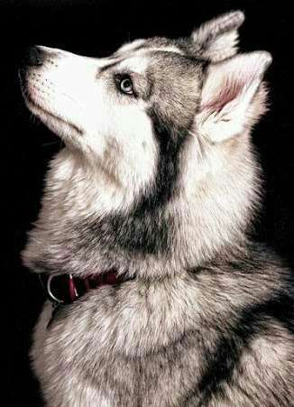 人間以外のイケメンの画像を貼るトピ