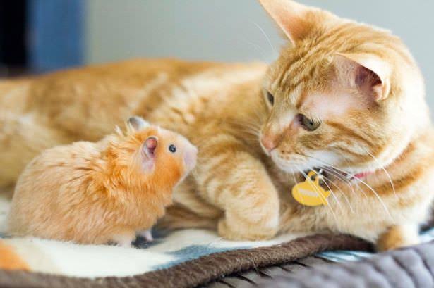 ハムスターと一緒の動物たち
