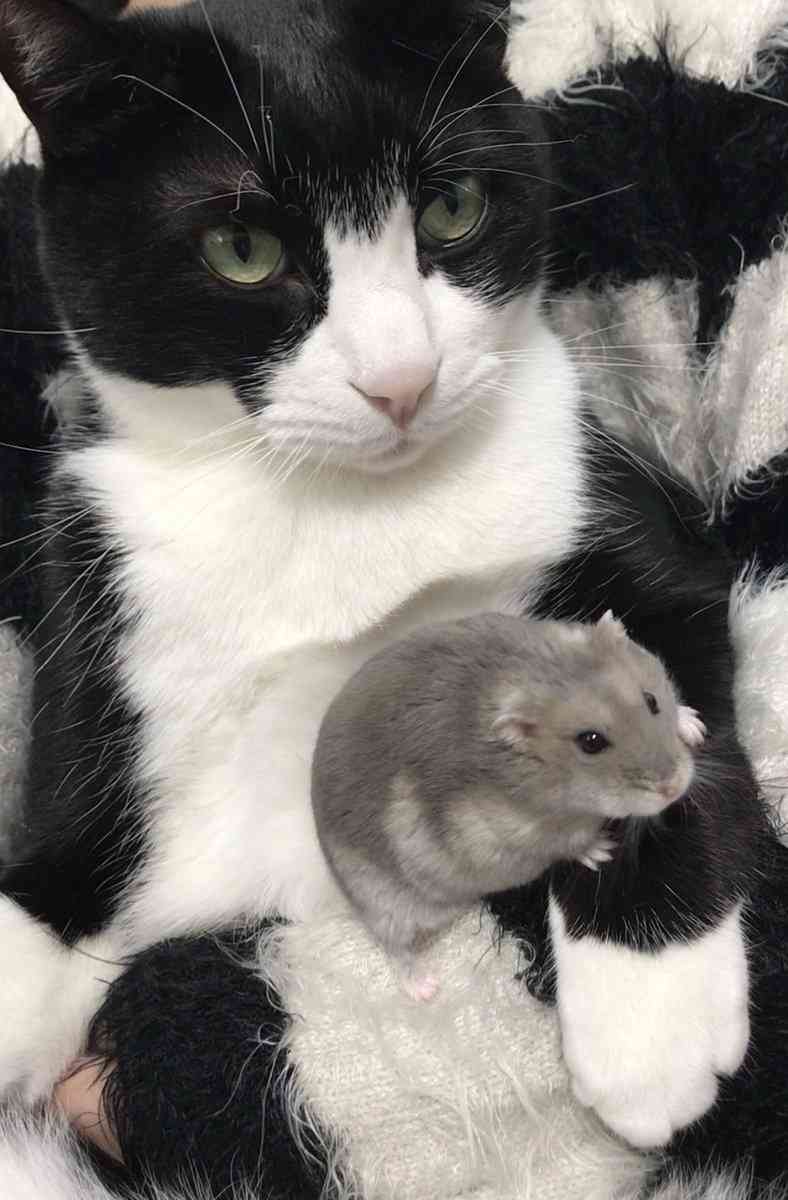 ハムスターと一緒の動物たち