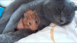 ハムスターと一緒の動物たち