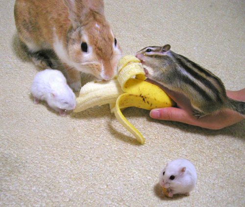 ハムスターと一緒の動物たち