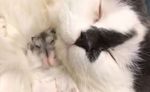 ハムスターと一緒の動物たち