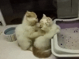 ハムスターと一緒の動物たち
