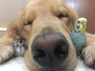 ハムスターと一緒の動物たち
