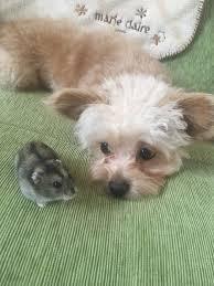 ハムスターと一緒の動物たち