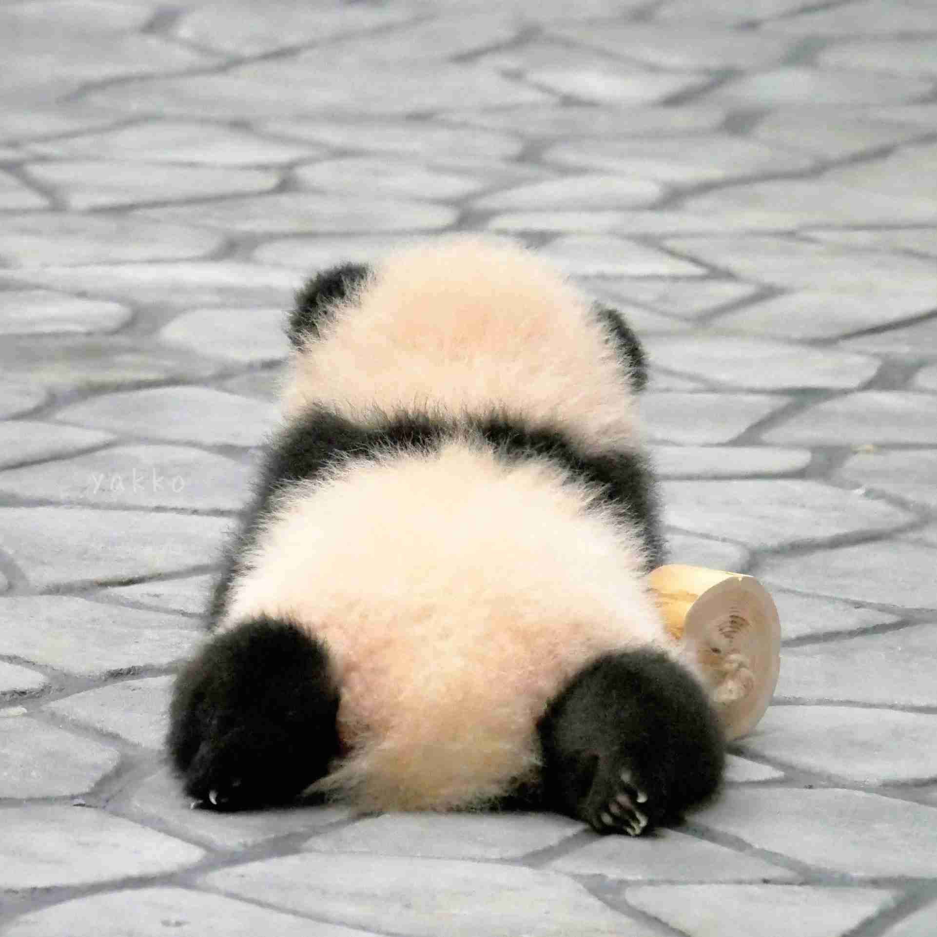 可愛い画像選手権