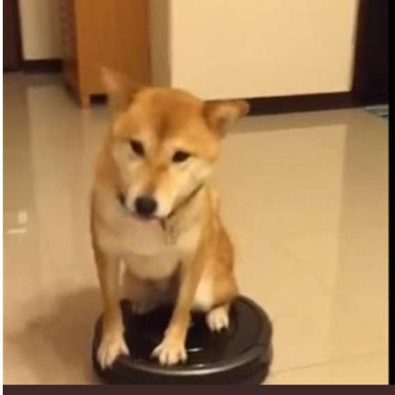 可愛い画像選手権